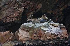 1145-Isole Ballestas,19 luglio 2013